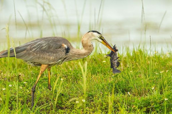 Florida-Lake Apopka Great blue heron with fish catch